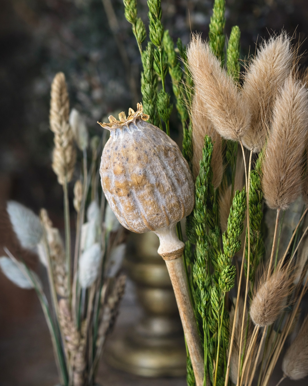 Negozio Tara a Borgo Giannotti