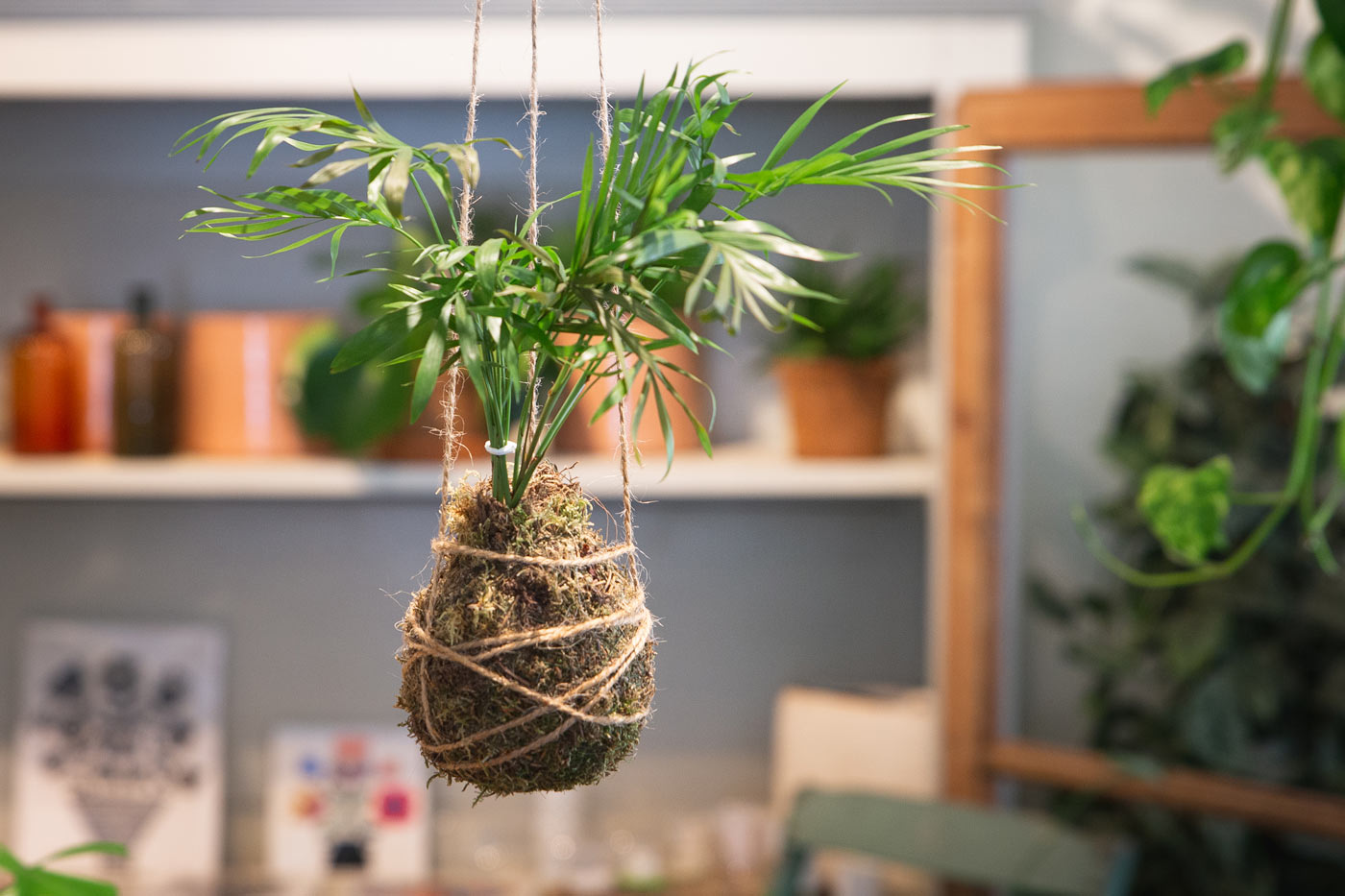 Kokedama