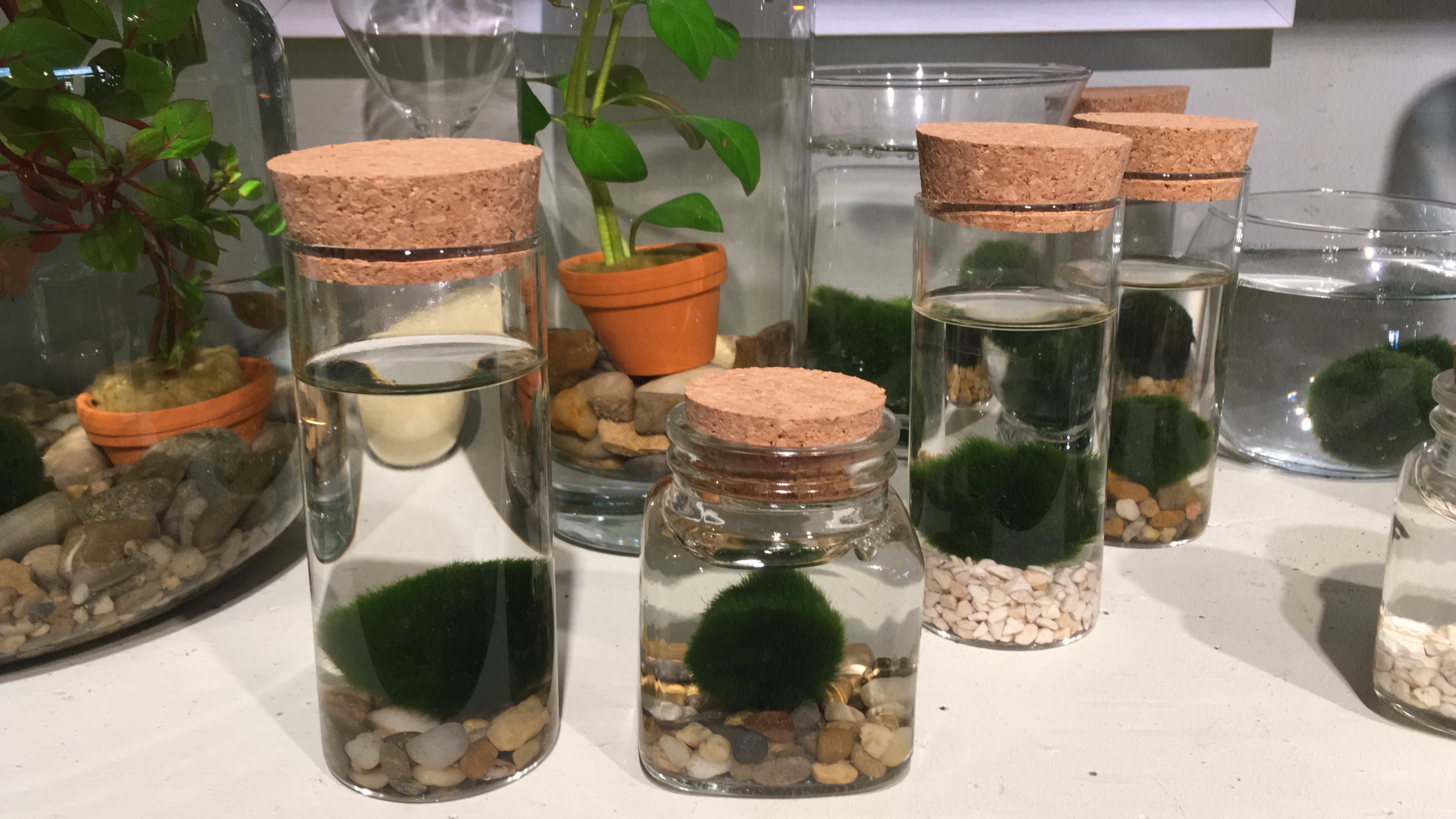 MARIMO
